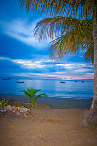 View of palm trees on beach