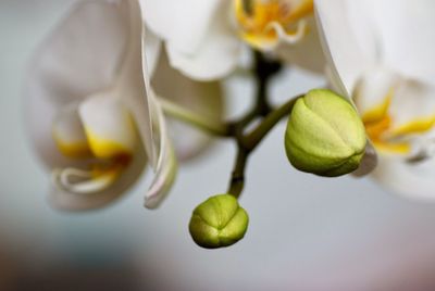 Close-up of green leaves