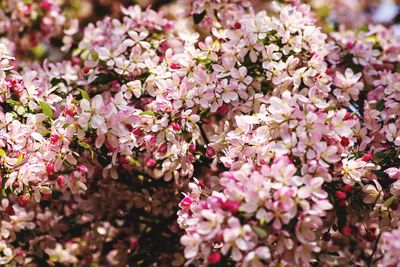 Close-up of pink cherry blossoms in spring