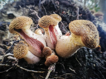 Close-up of mushrooms on field