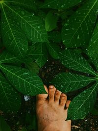 Close-up of hand on leaf