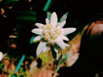 Close-up of white flowering plant