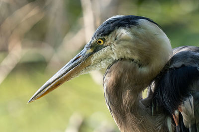 Blue heron gets a profile close up on a sunny day in the everglades