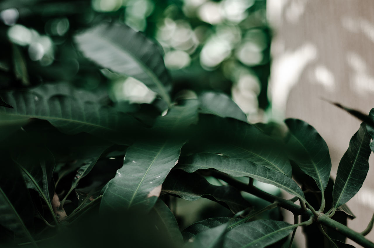 CLOSE-UP OF PLANT LEAVES