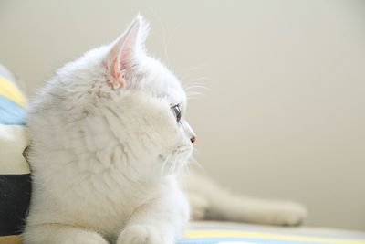 Close-up of white cat sitting