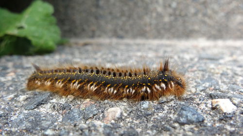 Close-up of caterpillar on rock
