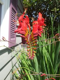 Close-up of red flowers blooming in yard