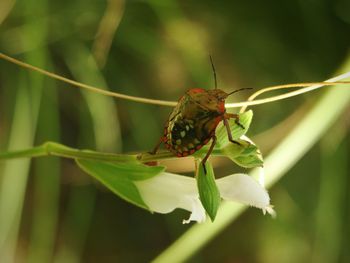 Close-up of insect on leaf