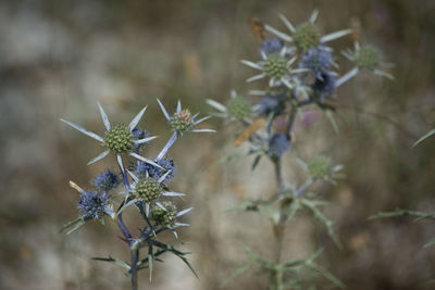 Close-up of purple flowering plant on field