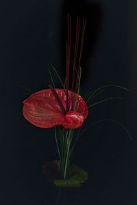 Close-up of red flower against black background