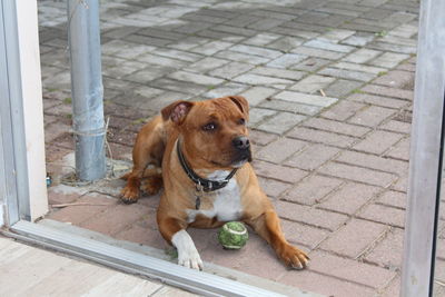 Portrait of dog sitting on footpath