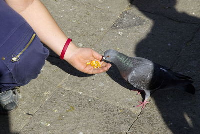 High angle view of hand feeding bird