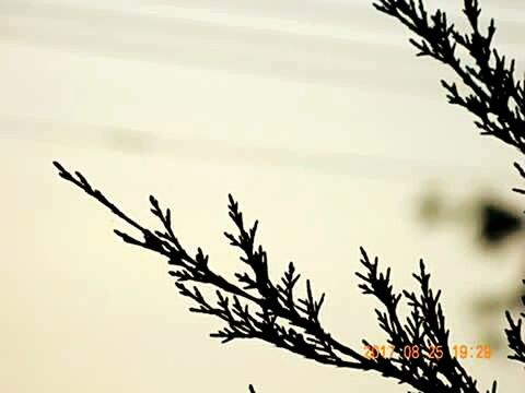 branch, tree, nature, no people, silhouette, day, low angle view, outdoors, sky, beauty in nature, flower, close-up