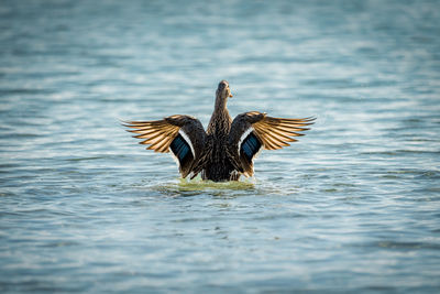 Bird flying over lake