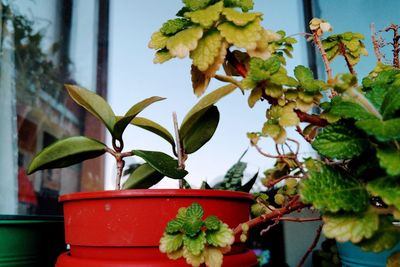 Close-up of potted plant on window