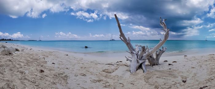 Driftwood on beach against sky