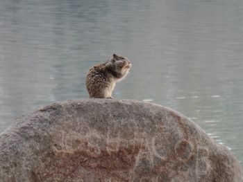 Close-up of cat perching on rock