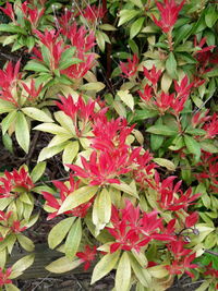 High angle view of red flowering plant