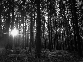 Sunlight streaming through trees in forest