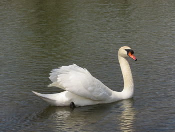 Swan floating on lake