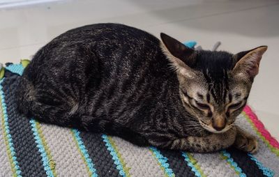 Close-up of cat relaxing at home