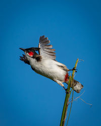 Low angle view of bird flying against clear blue sky