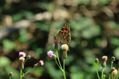 Close-up of butterfly pollinating on flower