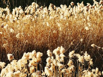 Close-up of flowers growing in field