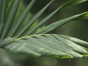 Close-up of green leaves