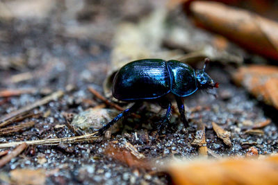 Close-up of insect on land