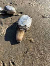 High angle view of shells on sand