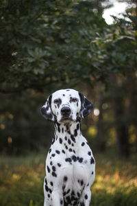 Dalmatian dog sunset bokeh