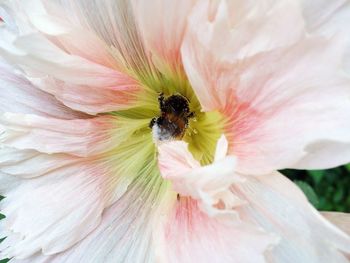 Close-up of bee on flower