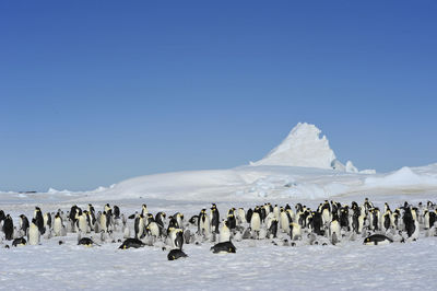 View of birds on snow against clear sky