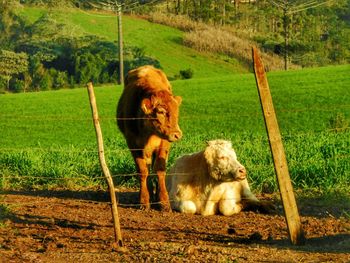 View of two cats on field