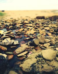 Close-up of leaves on shore