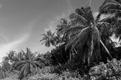 Palm trees at beach against sky