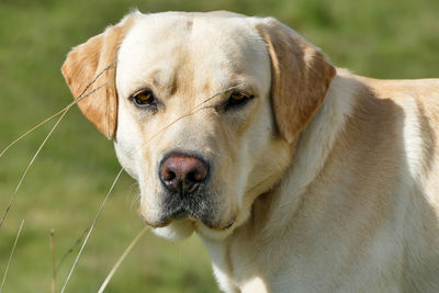 Close-up portrait of a dog