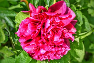 Close-up of pink flower blooming outdoors