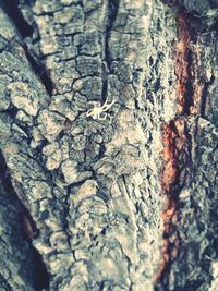 Full frame shot of tree trunk