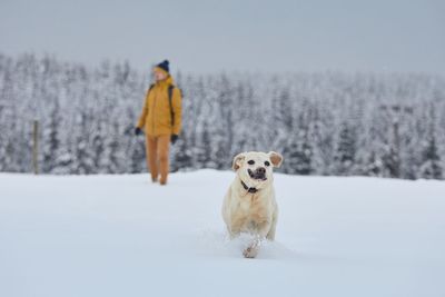 Funny labrador retriever running in snow against forest. young man with dog in winter nature. 