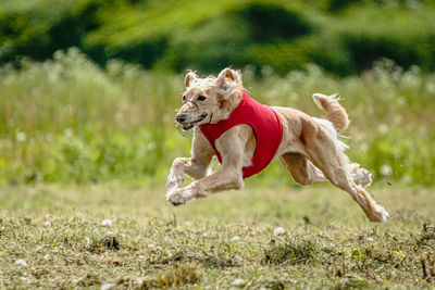 Saluki dog in red shirt running in green field and chasing lure at full speed