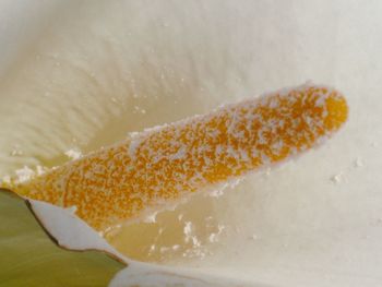 Close-up of bread in plate