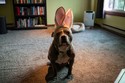 Portrait of dog sitting at home