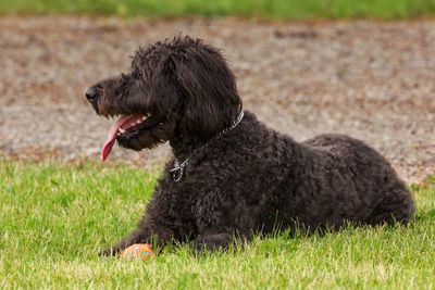 Close-up of black dog on field