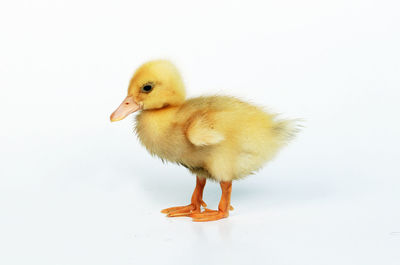 Close-up of a bird against white background