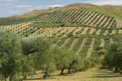 Scenic view of agricultural field