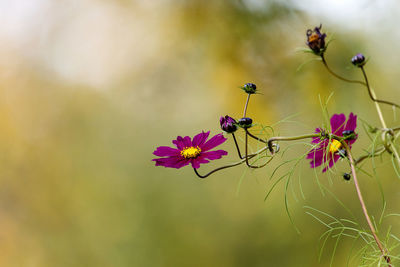 Close-up of pink flowering plant