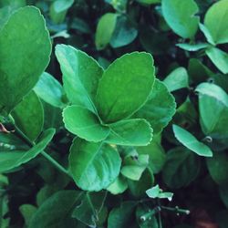 Close-up of green leaves