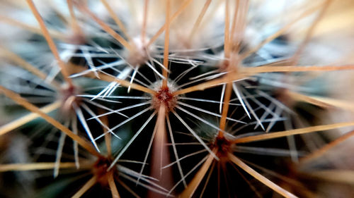 Close-up of plant